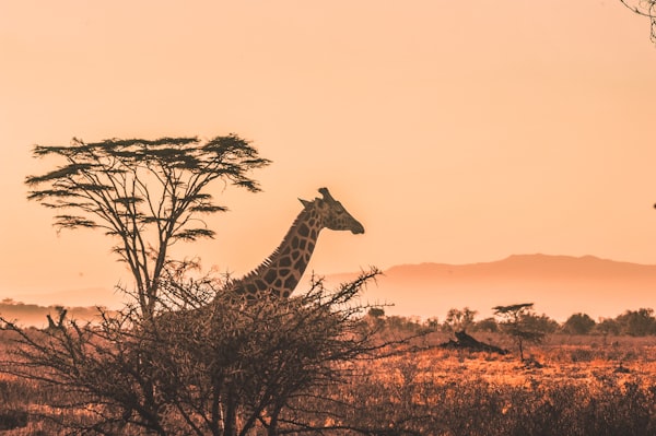 African sunset community